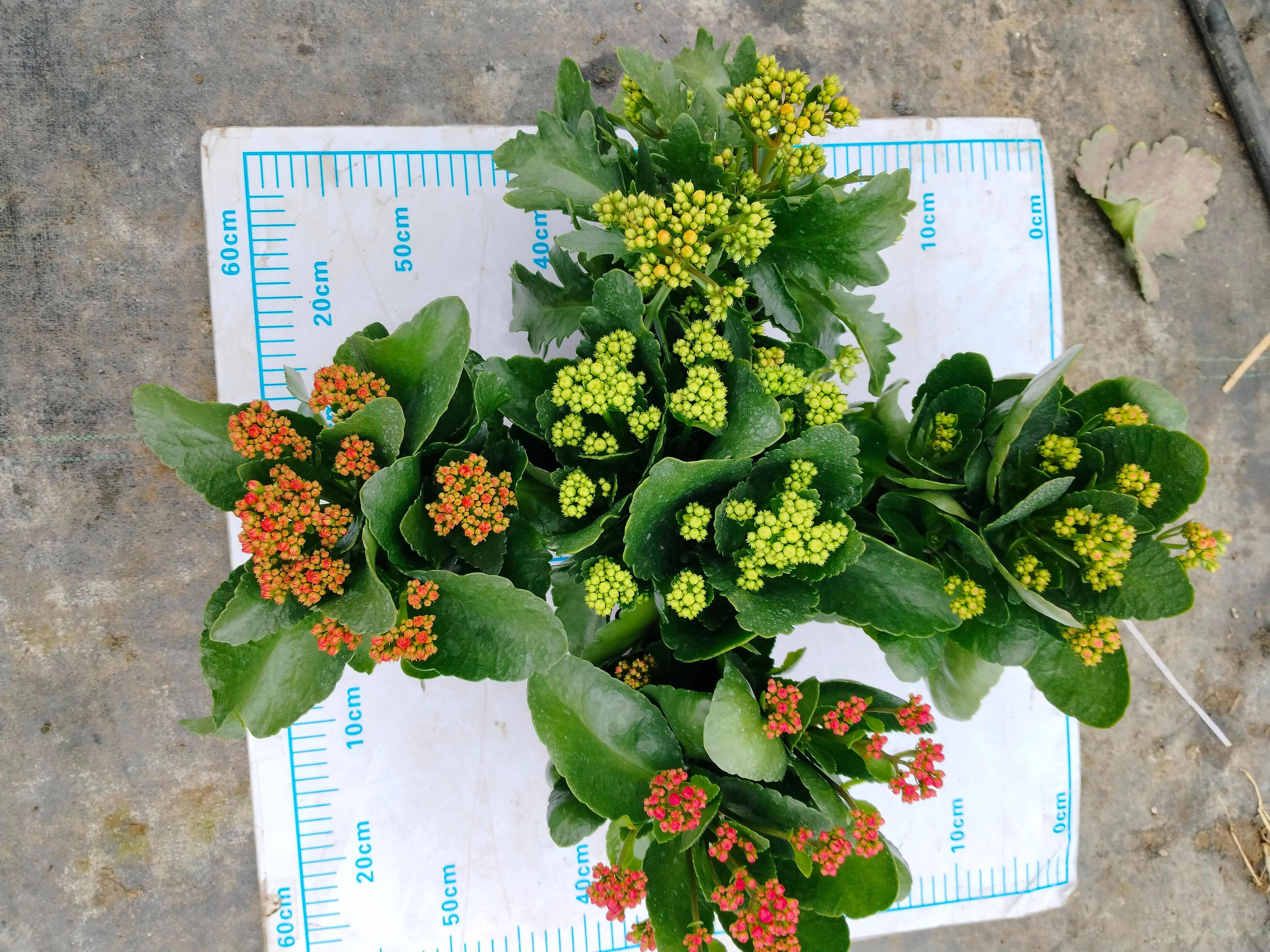 长寿花盆栽重瓣大花带花苞花苗室内开花多肉好养花卉植物鲜花绿植