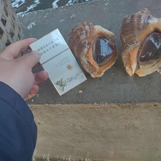 海螺专卖各种规格型号