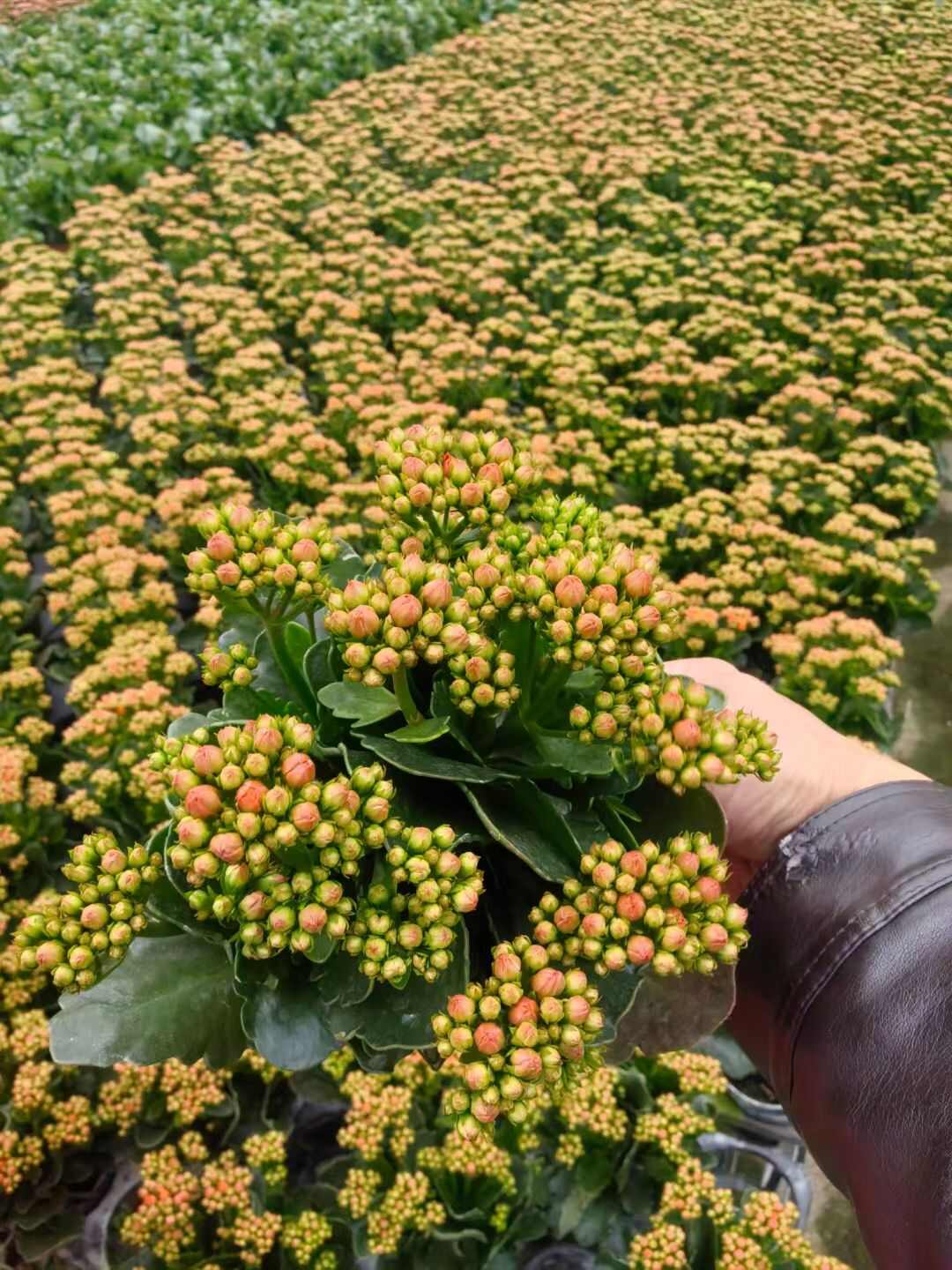 长寿花盆栽重瓣大花带花苞花苗室内开花多肉好养花卉植物鲜花绿植