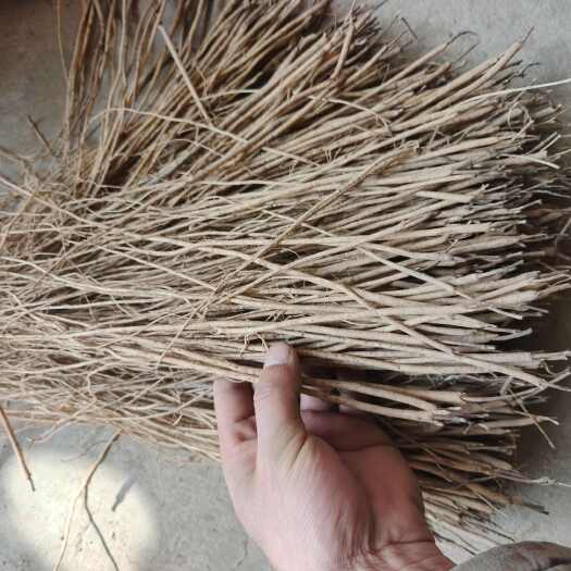黄芪种苗，甘肃本地中药材，产地直发，规格齐全，质量有保障