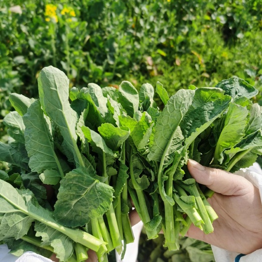 板蓝根青菜、油菜苔、恩施硒菜苔