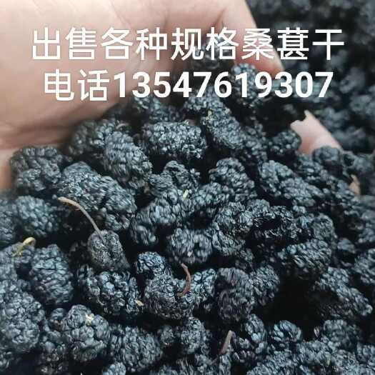 盐边县2025年黑桑葚即将产新