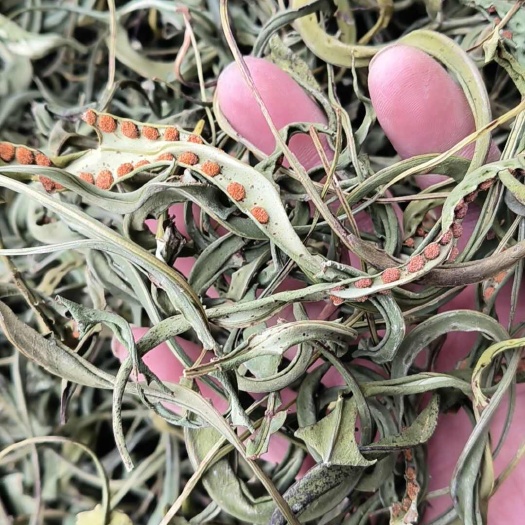 安国市化石草中药材化石草 化石草