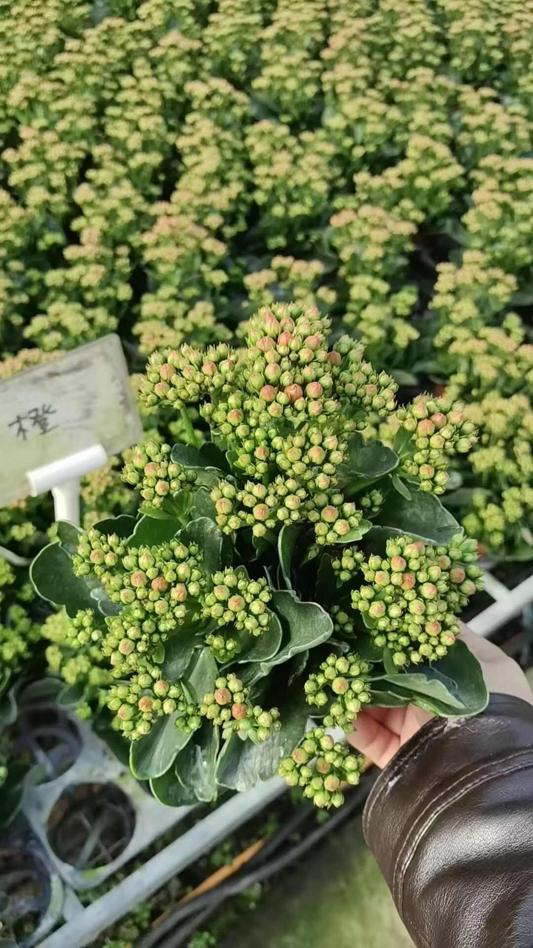 长寿花盆栽重瓣大花带花苞花苗室内开花多肉好养花卉植物鲜花绿植