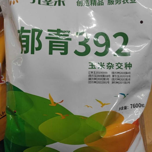 葫芦岛郁青392玉米种子铁系辽宁九圣禾