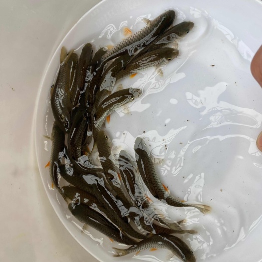 清远倒刺鲃鱼苗 畅销倒刺军鱼苗，坑娟鱼苗