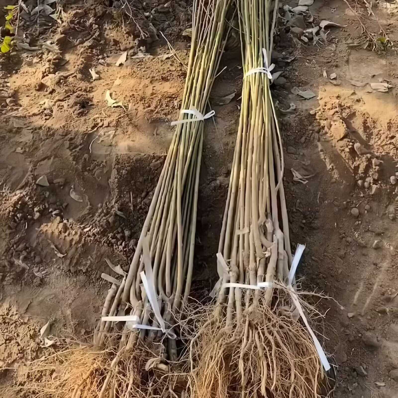 富农一号李子苗 品种纯真 基地现起现发 根系发达 成活率高