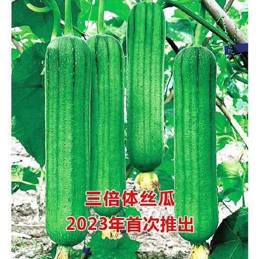 夏邑县鼎牌三倍体肉丝瓜种子