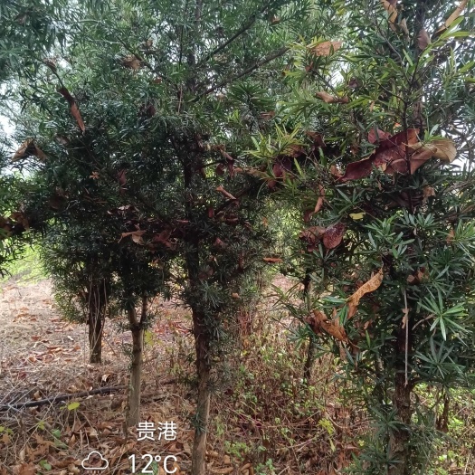 贵港罗汉松