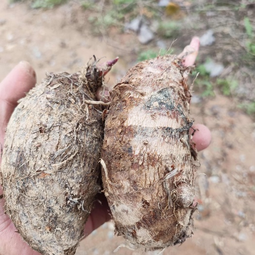 福州闽清红牙芋
