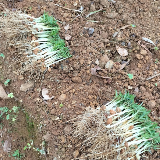 阳朔县毛桃芽苗