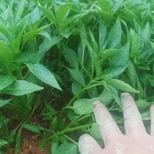绥宁县湖南辣椒苗线椒牛角椒。