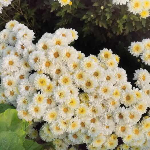 安国市河北香菊