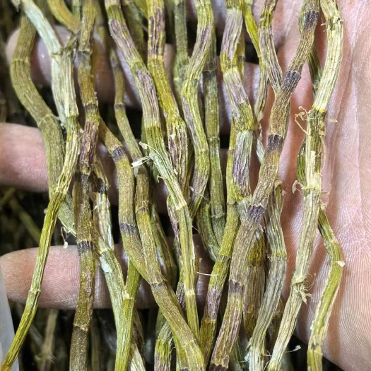 佛山铁皮石斛条干 地摊电商批发石斛粒石斛干条枫斗寸条石斛干干石斛