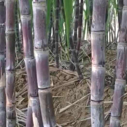 仙桃市湖北黑皮甘蔗，青皮白玉甘蔗，基地供应，欢迎采购！