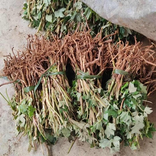 都匀市通草苗大通草苗贵州通草苗都匀通草苗通草种子育苗