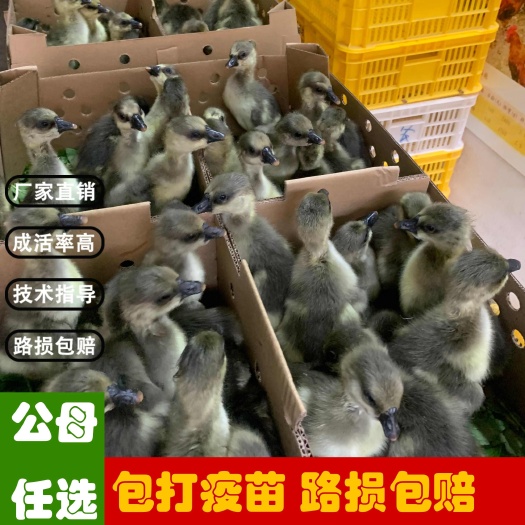 纯种马岗鹅苗大种狮头鹅苗包打疫苗厂家直销