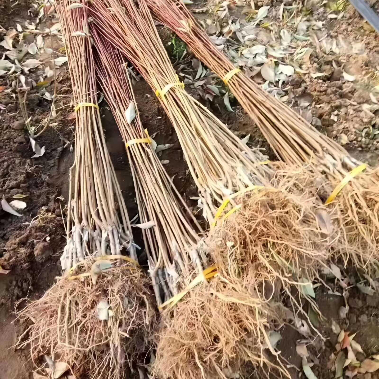 富农一号李子苗 品种纯真 基地现起现发 根系发达 成活率高