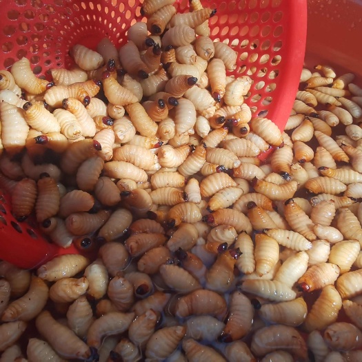 廉江市竹虫竹笋虫食用昆虫养殖竹虫油炸烧烤