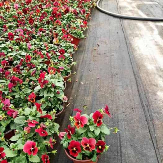 上海角堇三色堇报春花甘蓝