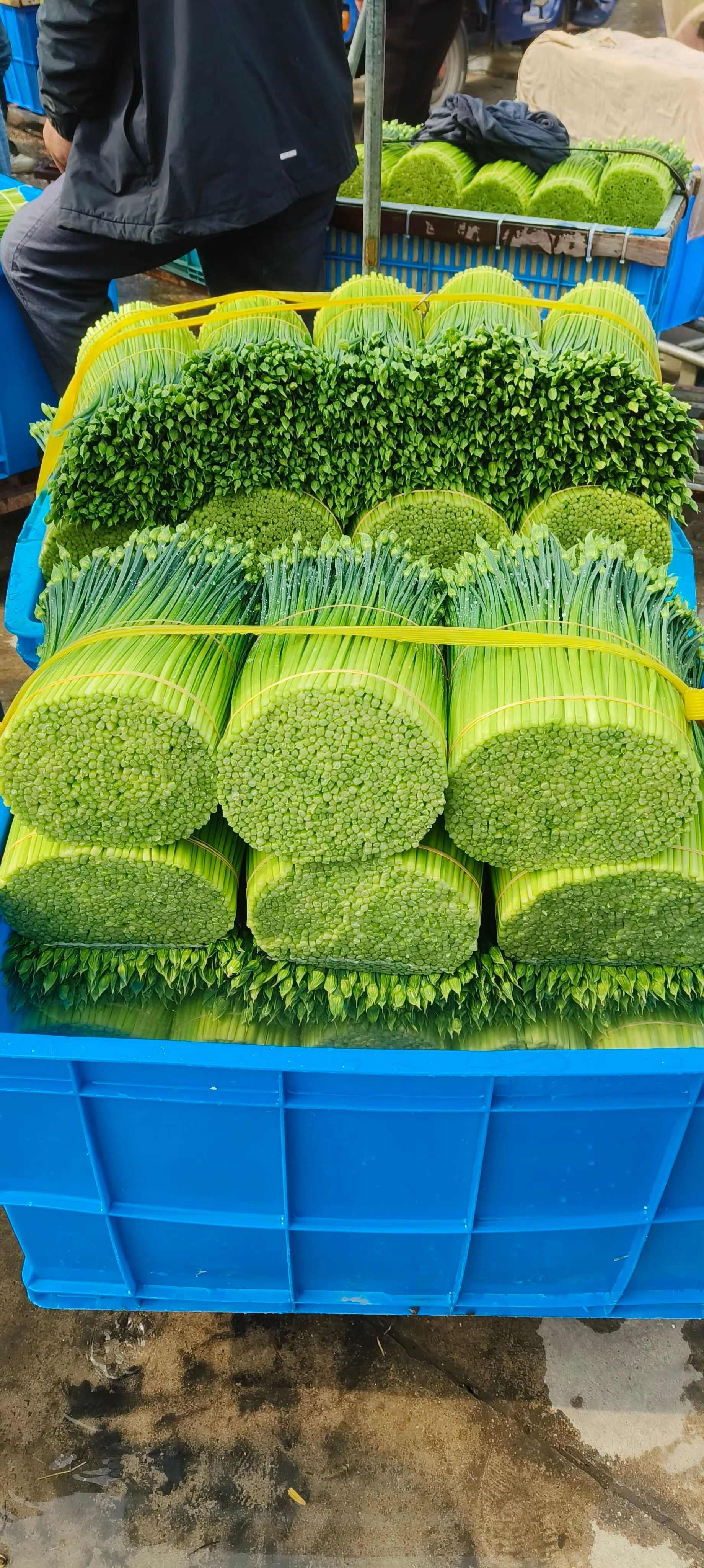 韭苔批發(fā)