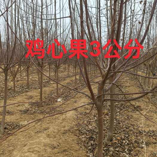 铁岭县苹果，鸡心果，2--3公分