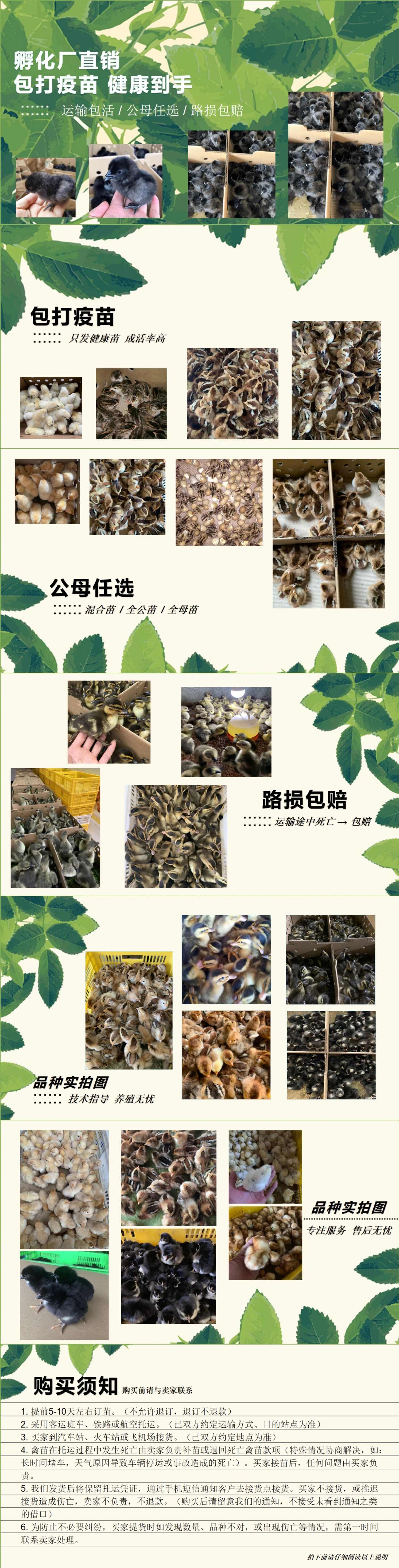 快大型麻雞苗新陂麻雞苗快大型雞種包打疫苗廠(chǎng)家直銷(xiāo)