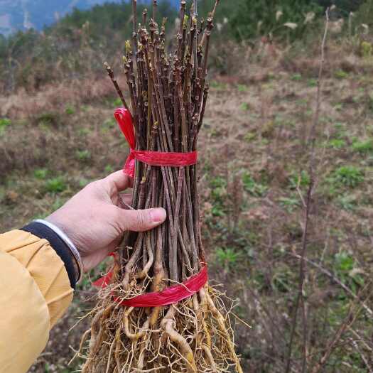 桐梓县黄柏苗清场苗成本低大量有货