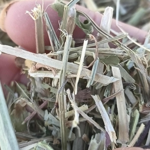 正阳县人常年加工花生秧质量有保证没有中间商赚差价需要的请联系