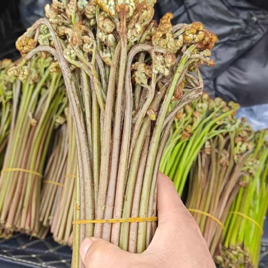 重庆市蕨菜