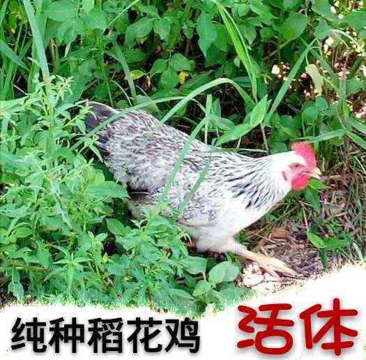 农家散养稻香土鸡