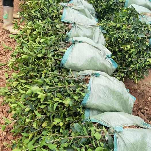 南丹县油茶苗