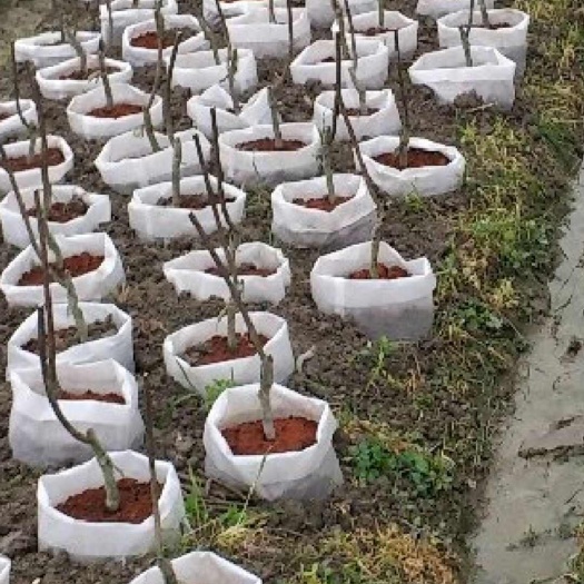九江杨梅树苗