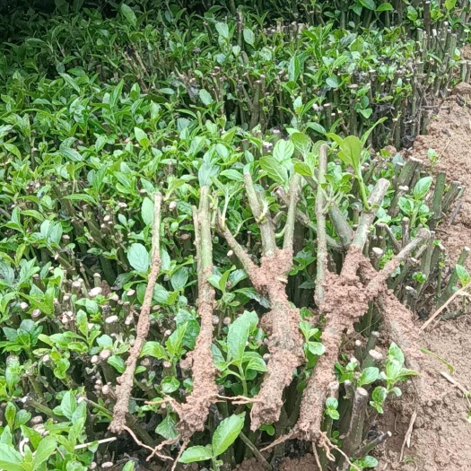 独山县南板蓝根苗