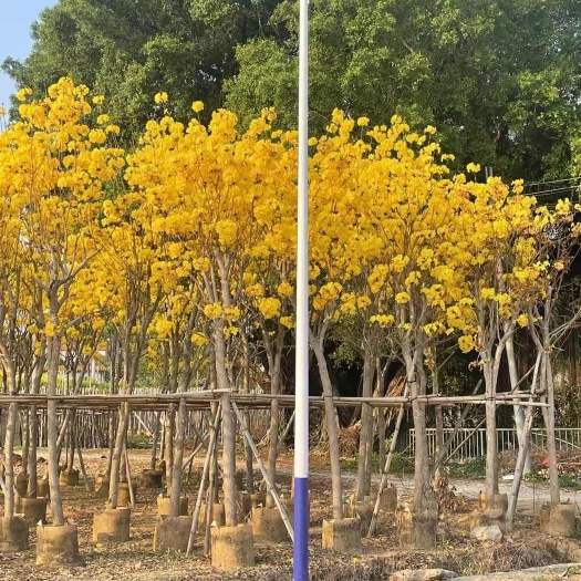 大量清场黄花风铃木3-20公分
