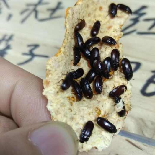 江阴市九龙虫(洋虫)