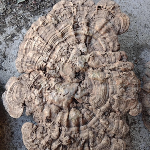 灵芝灵芝批发做药材做装饰品都可以