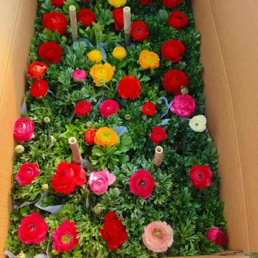 青州市芹叶牡丹，大花牡丹，琴叶牡丹