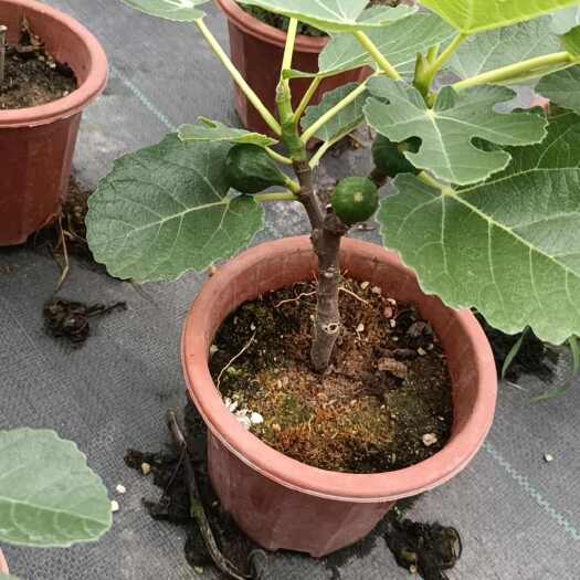 漳州230盆无花果盆栽