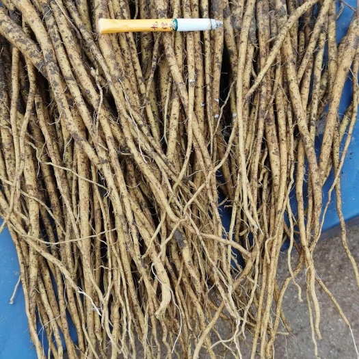 莒县黄芩苗