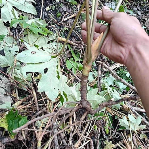 峨边县大通草苗