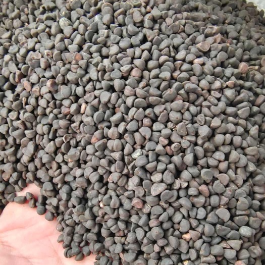 白丑加黑丑又名牵牛子