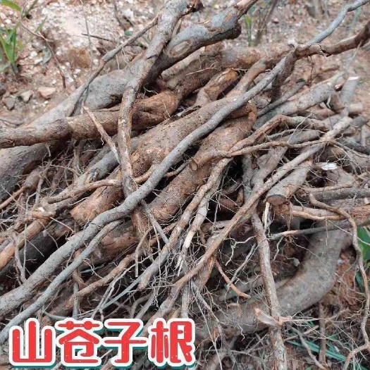 衡东县木姜子根\山苍子根\豆豉姜去毛须纯根鲜品，多大都有，运费协议