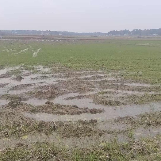衡阳湖南衡阳地区  水稻田 村集体资源出租