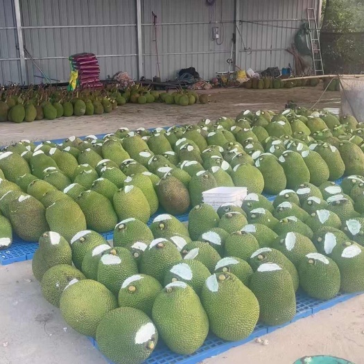 景洪市菠萝蜜