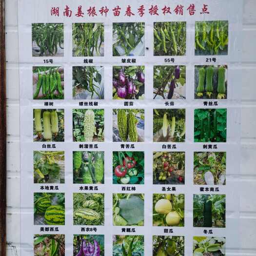 宁乡市春季蔬菜秧苗