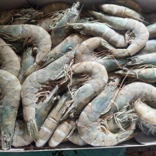 北海30/40国产沙特虾/青虾/白对虾