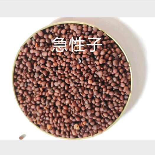 中药材急性子果实籽仁 云南昆明官渡区发货 新鲜优质药材