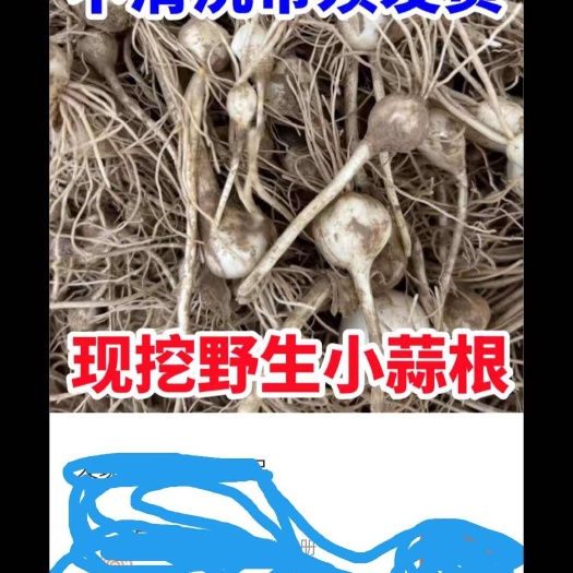 小野蒜薤白车前草带土保鲜发货荞头