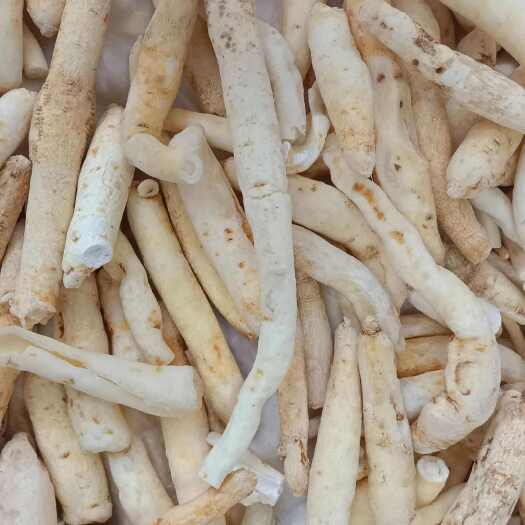 昆明川明参